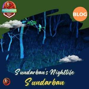 Sundarban's Nightlife