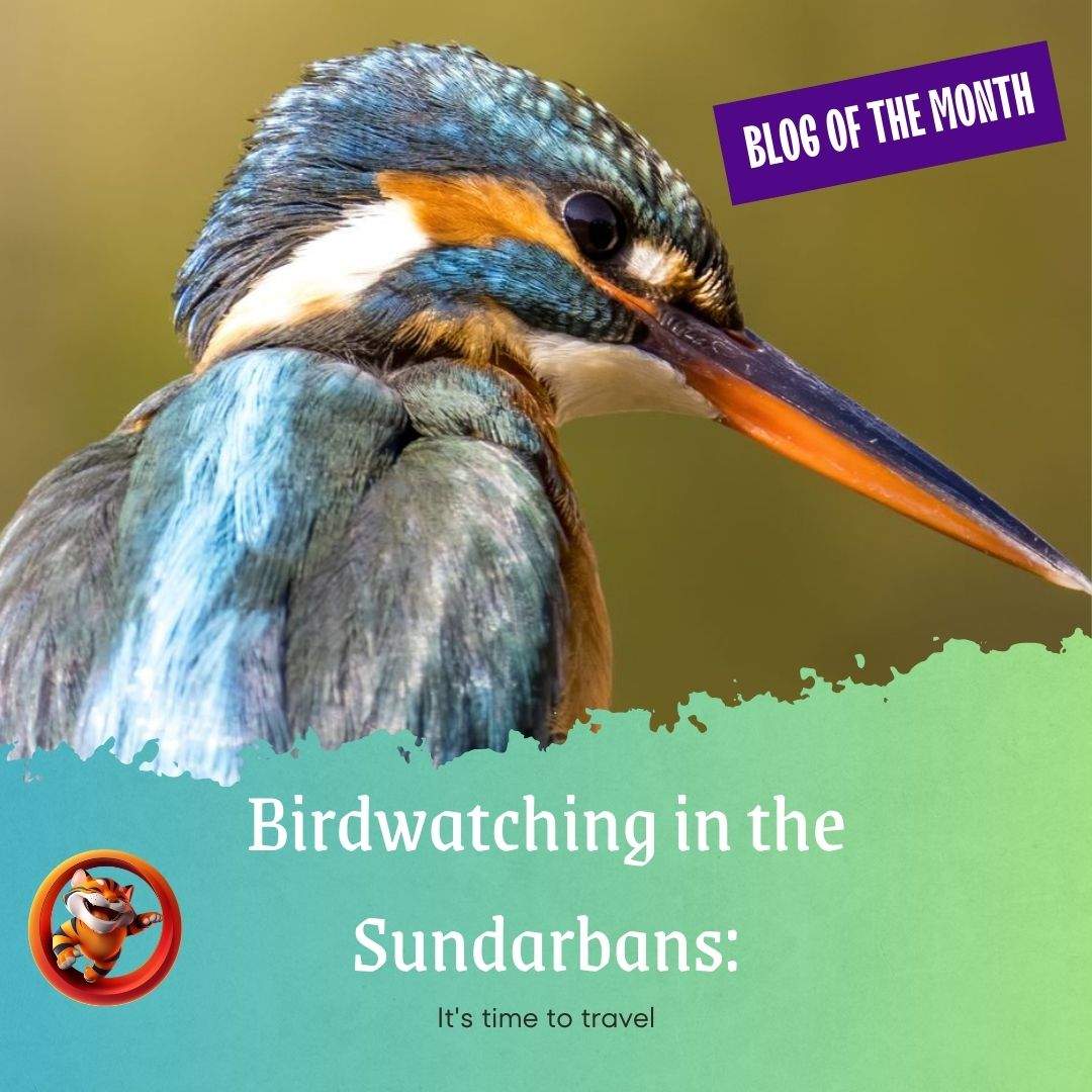 Birdwatching in the Sundarbans