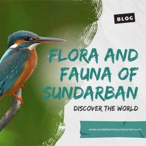 Flora and Fauna of Sundarban