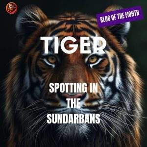 Tiger Spotting in the Sundarbans