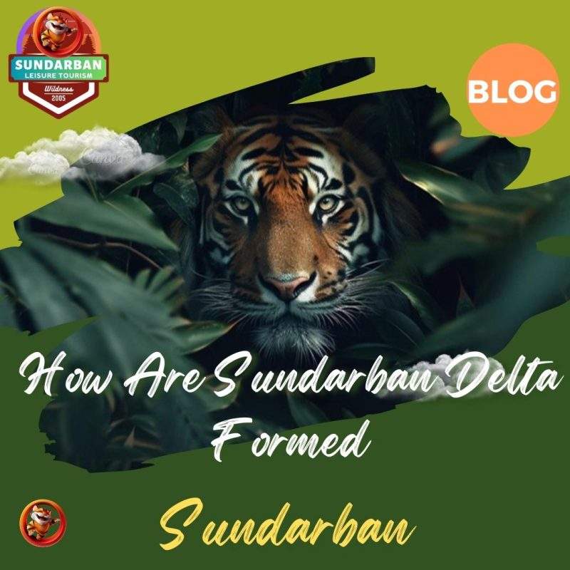 How Are Sundarban Delta Formed