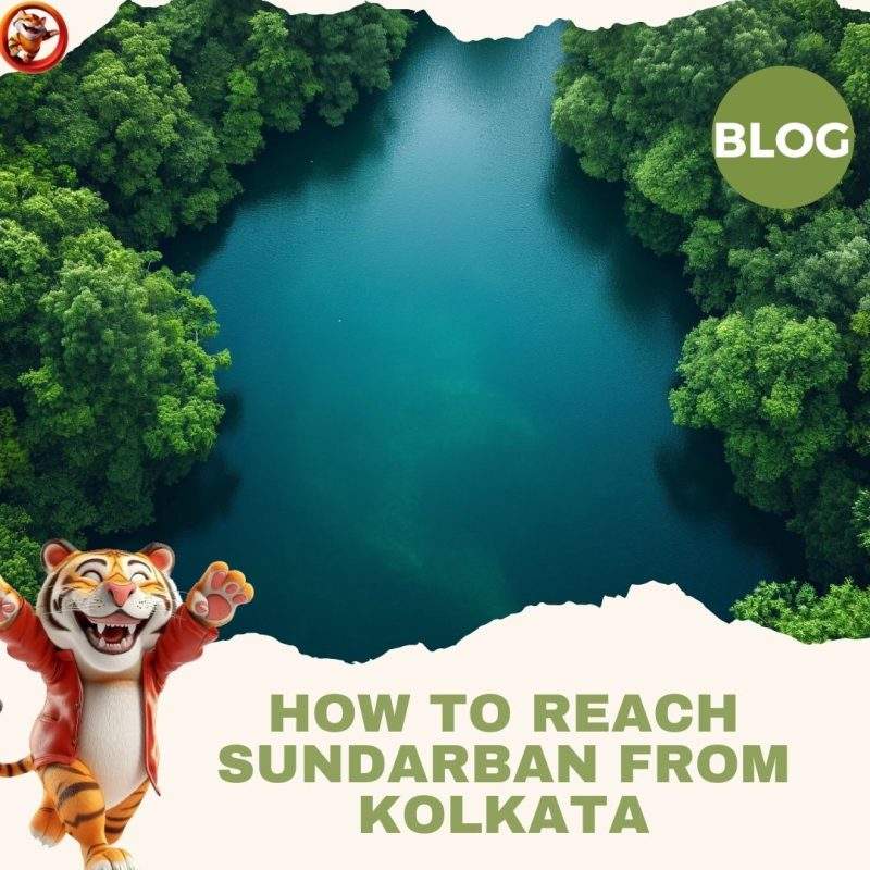 How to Reach Sundarban from Kolkata