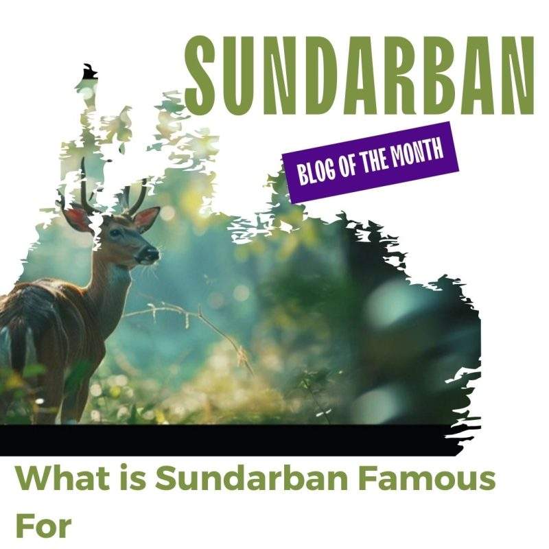 What is Sundarban Famous For