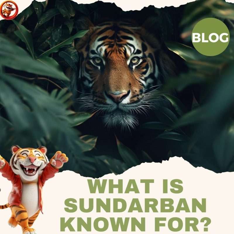 What is Sundarban Known For